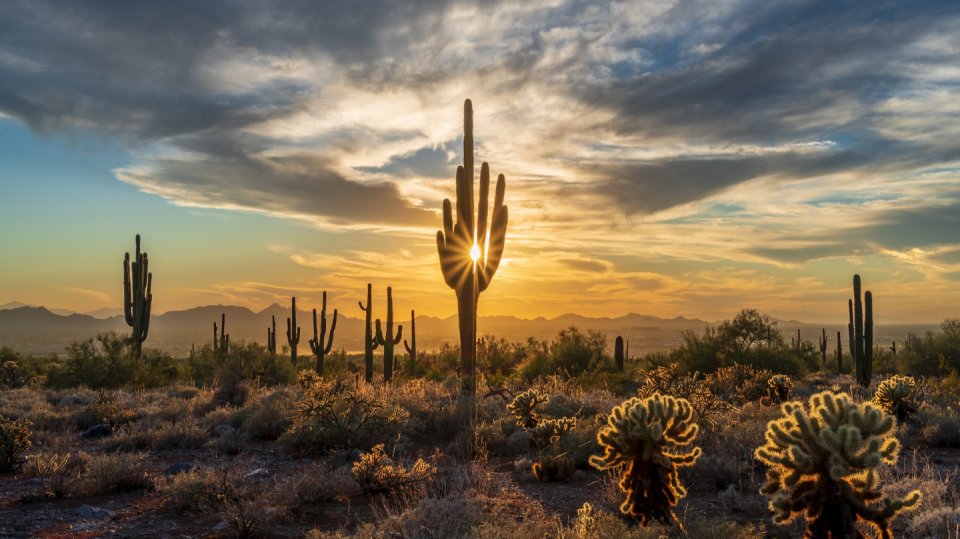 Obrovský kaktus v poušti funguje jako hotel, jeho hosté se ale musí mít na pozoru
