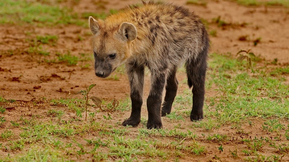 Universum: Hyeny z Masai Mara
