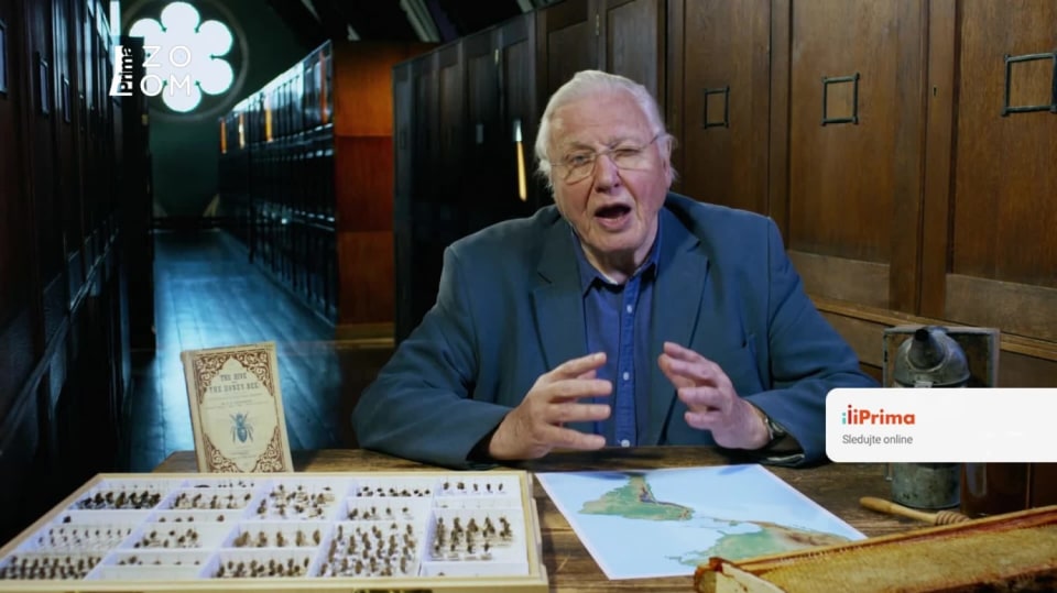 Přírodní kuriozity Davida Attenborougha IV (1) - Upoutávka HbbTV