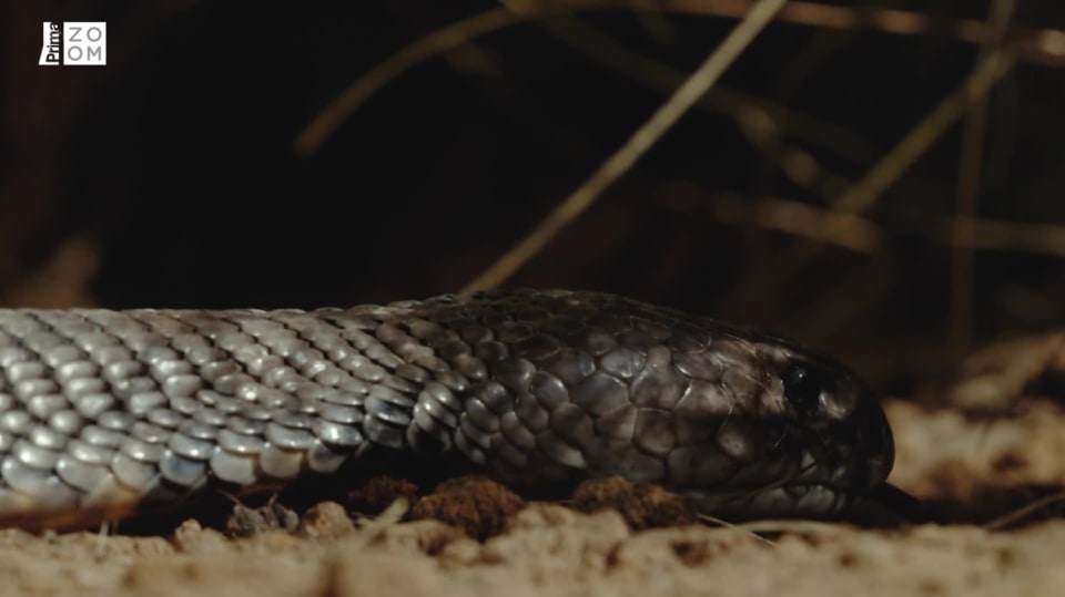 Nejnebezpečnější hadi světa: Kobra mosambická