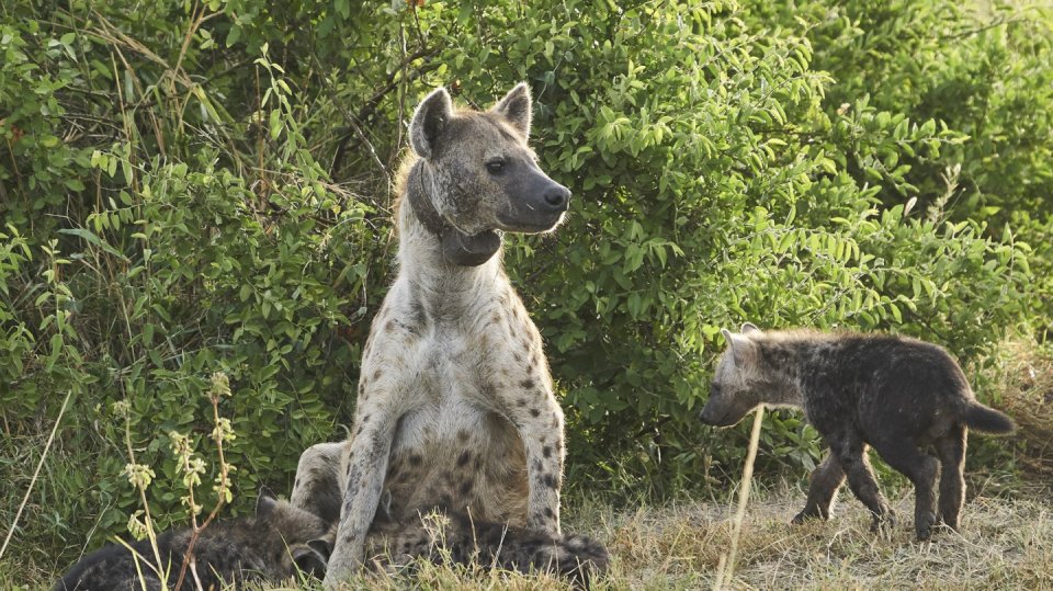 Linie predátorů S1 (4) - Klan hyen