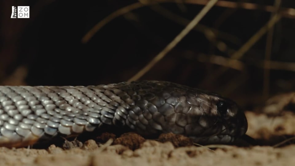 Nejnebezpečnější hadi světa S1 (2) - Kobra mosambická