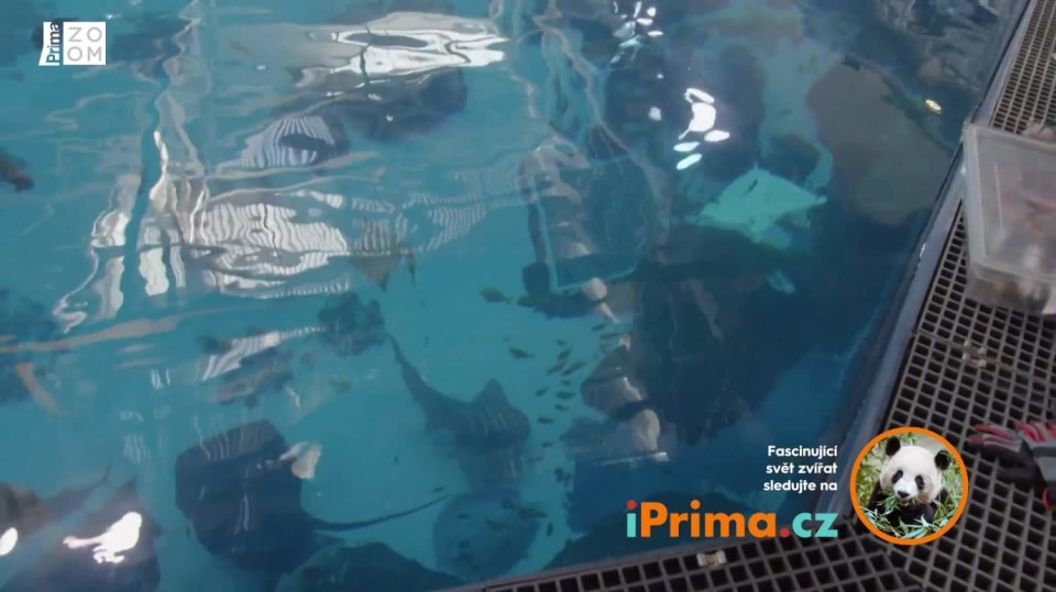 Mega akvárium 9 - Wobegong