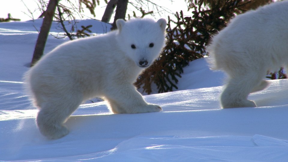 Na zamrzlém oceánu je těžké přežít, ale lední medvědi tu loví a vychovávají svá mláďata