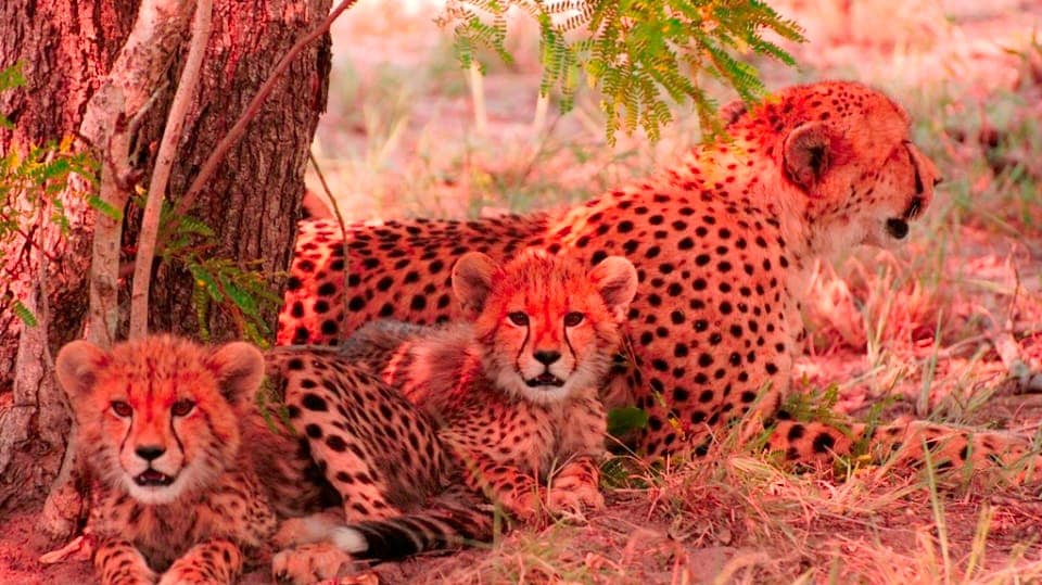 Gepard: Boj o trůn