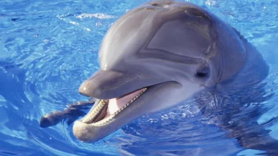 Delfíni záchranáři