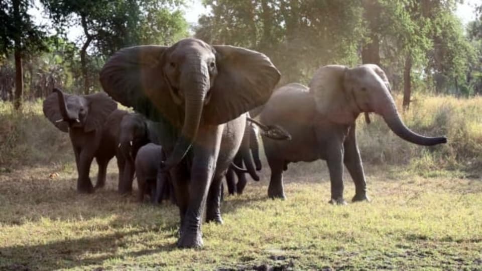 Sloni útočí