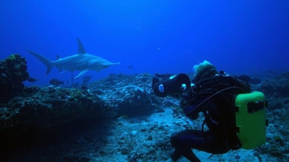 Podmořská dobrodružství: Polynéský ráj žraloků