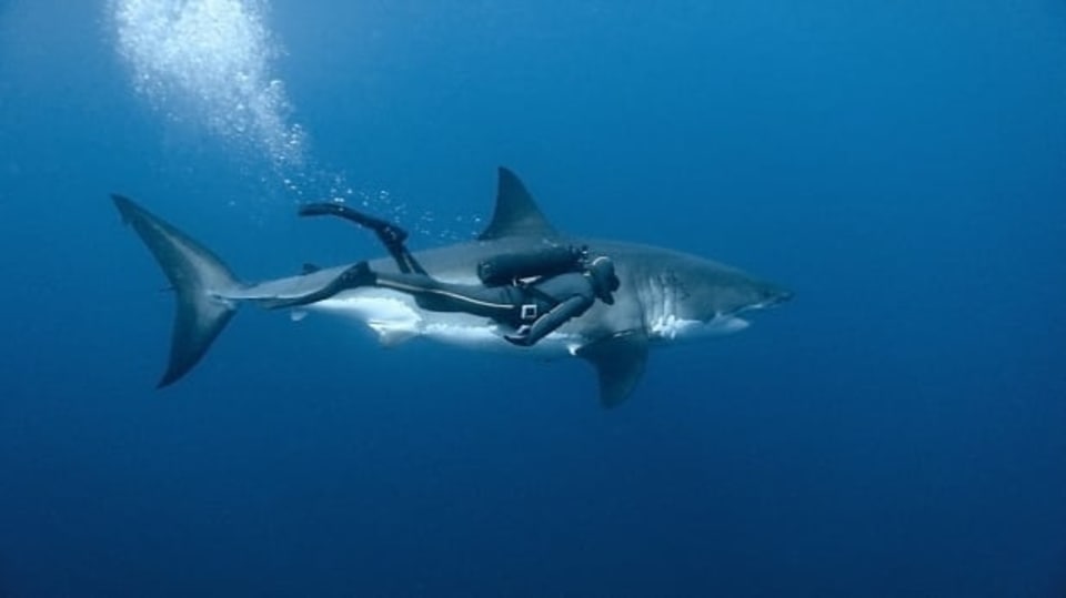 Podmořská dobrodružství: Výprava za žralokem bílým