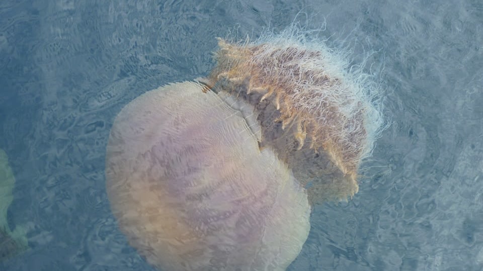 Monstrózní medúza