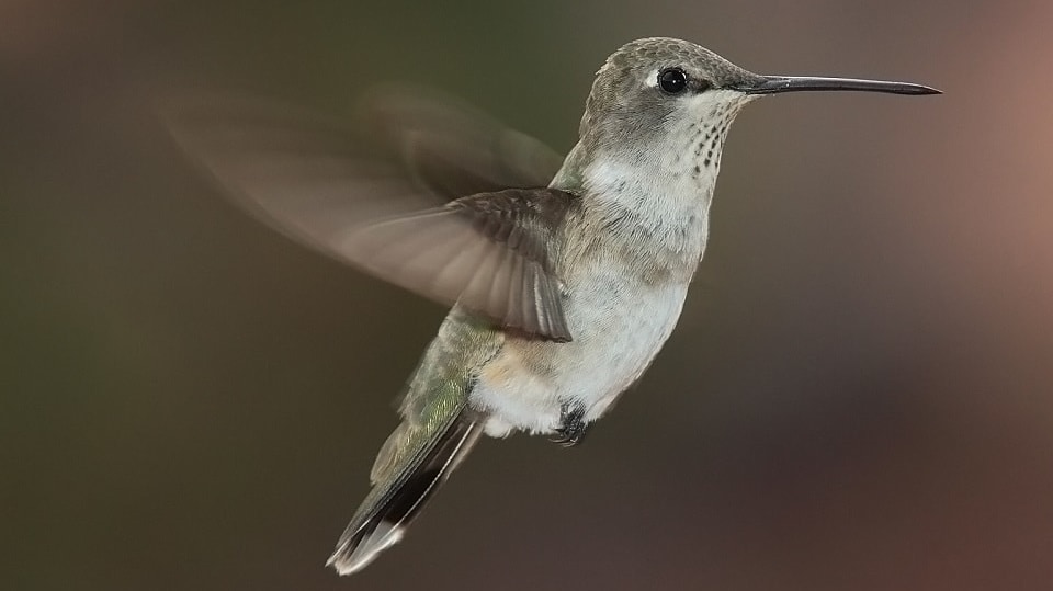Legendární kolibřík