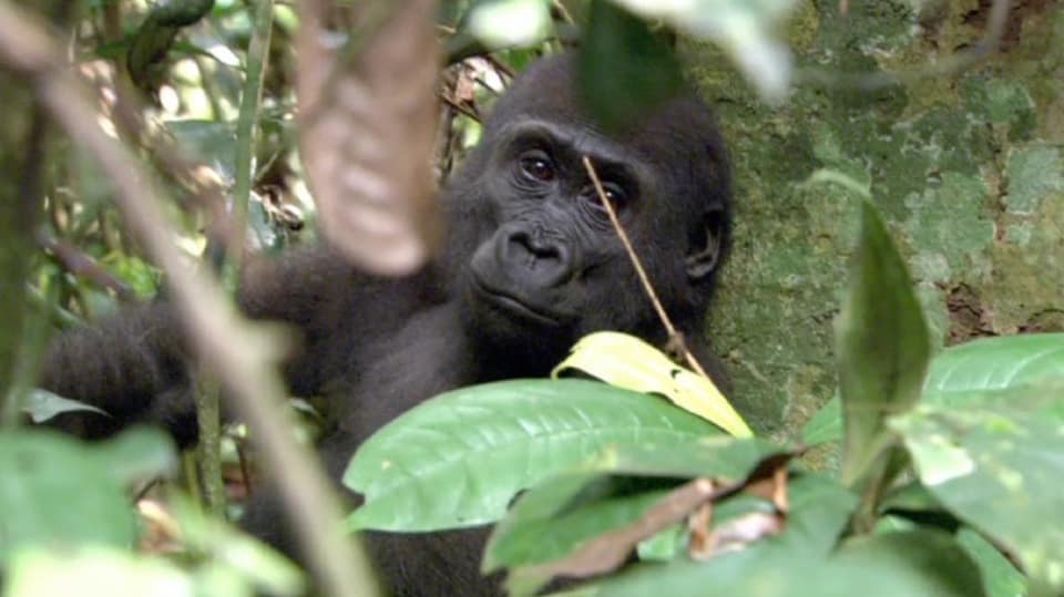 Kongo: Tajemství deštného pralesa