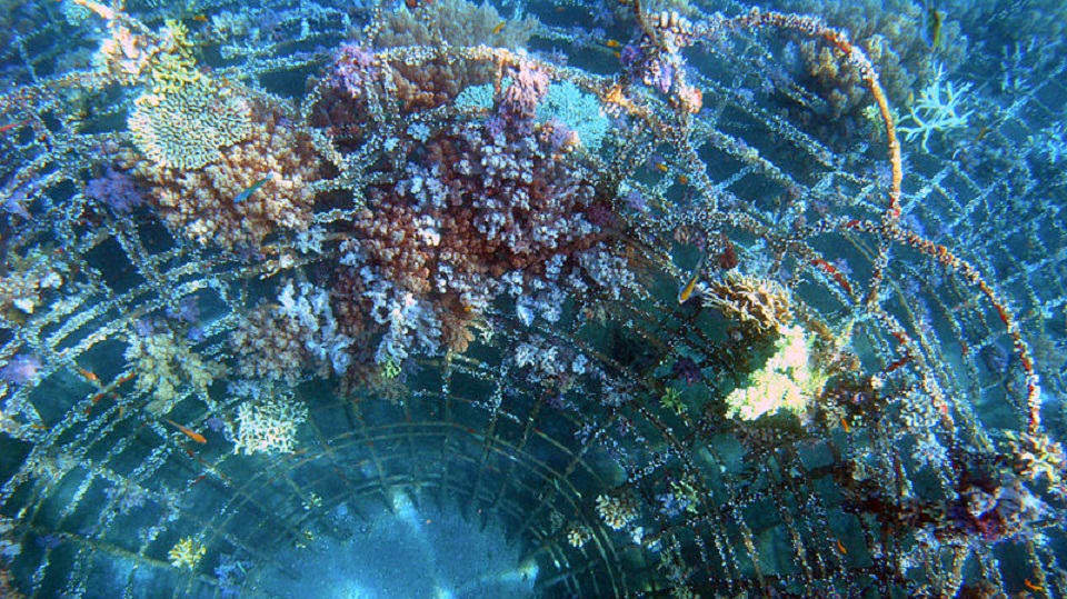 Znovuzrození korálovéhu útesu