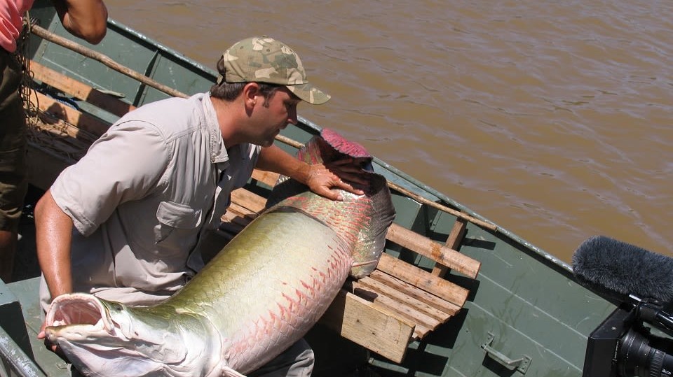 Obří ryby Amazonky