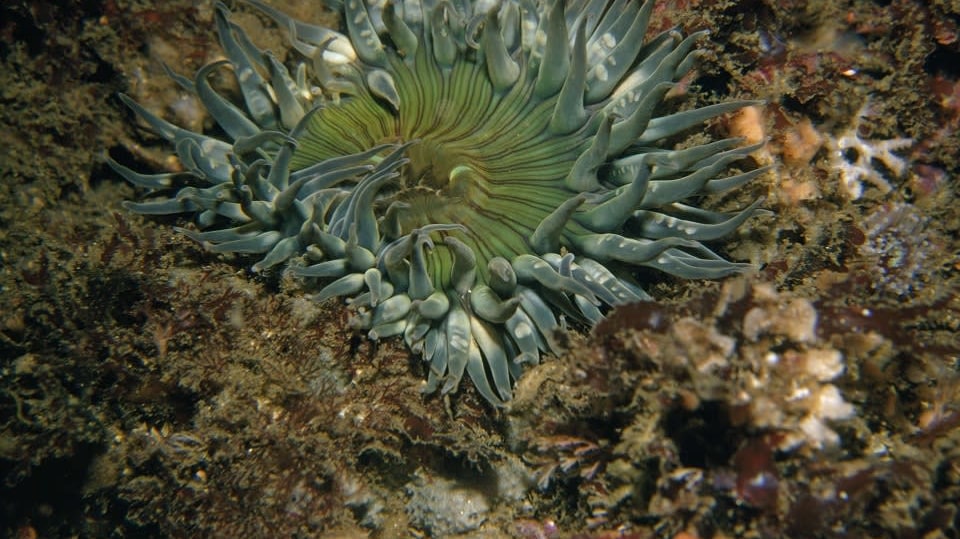 Podmořský ráj v Celebeském moři