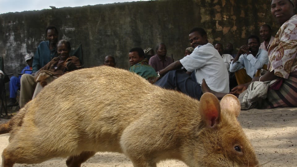 Africké krysy: Hledači min