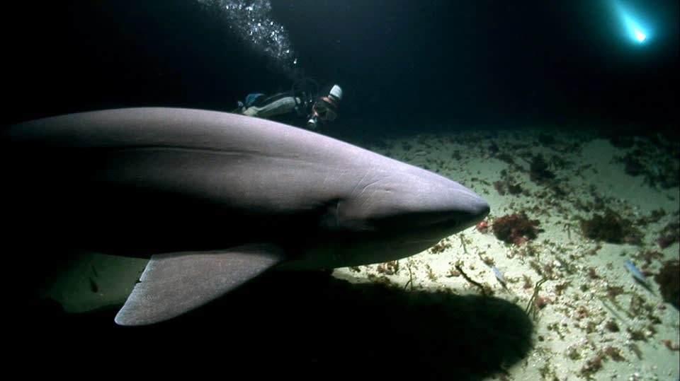 Žralok šedý - vládce hlubin