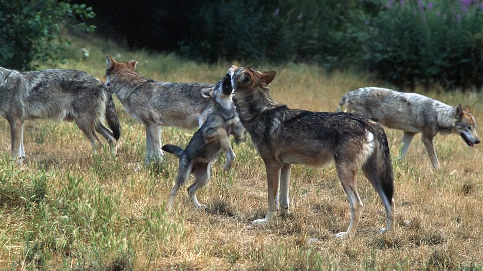 Soukromý život evropských savců: Příběh vlka