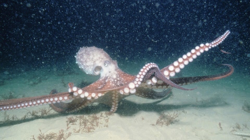 Záhadný život chobotnic