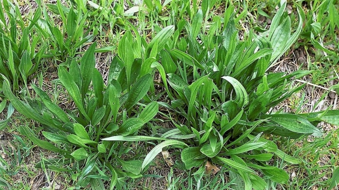Jitrocel kopinatý (Plantago lanceolata) je vytrvalá plevelná bylina s krátkým oddenkem a růžici přízemních listů Jitrocel kopinatý (Plantago lanceolata) je vytrvalá plevelná bylina s krátkým oddenkem a růžici přízemních listů
