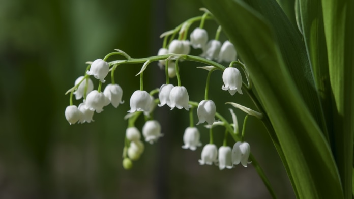 Konvalinka vonná (Convallaria majalis) Konvalinka vonná (Convallaria majalis)