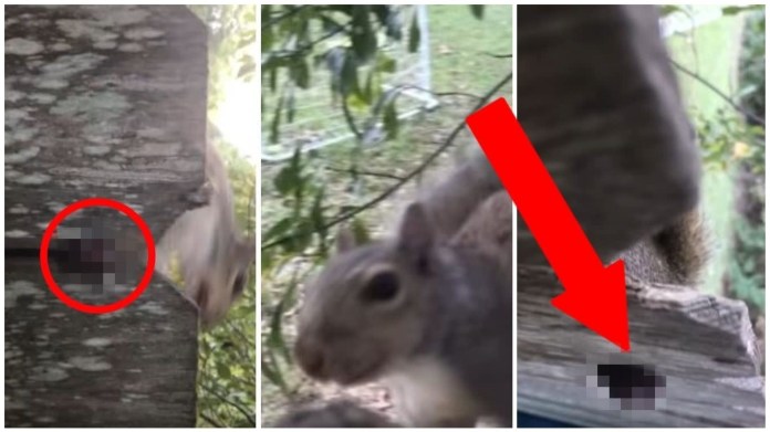 Veverka se zasekla v plotě 1 Veverka se zasekla v plotě 1