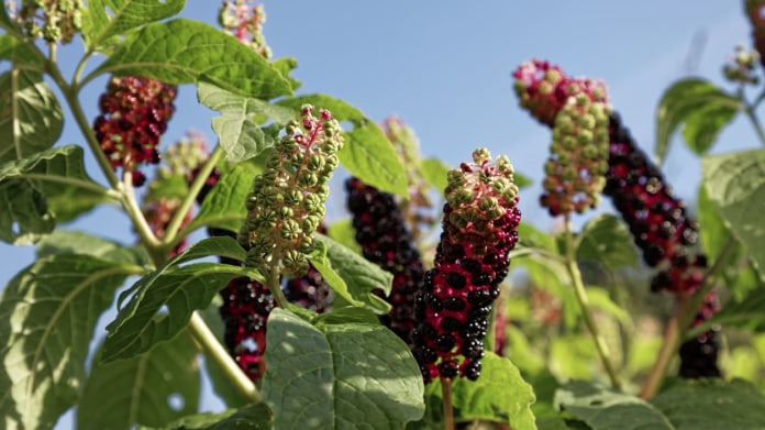Líčidlo jedlé (Phytolacca esculenta) Líčidlo jedlé (Phytolacca esculenta)