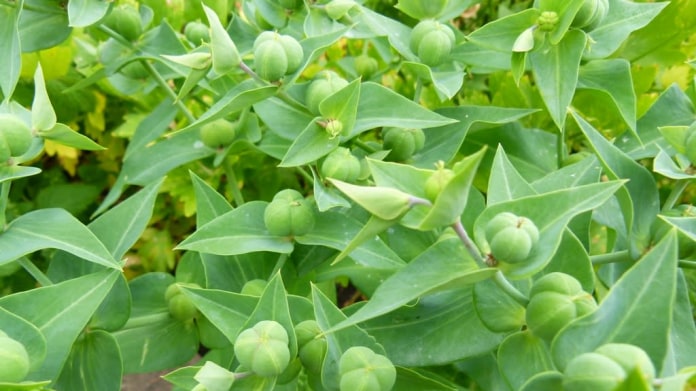 Pryšec skočcový (Euphorbia lathyris) Pryšec skočcový (Euphorbia lathyris)
