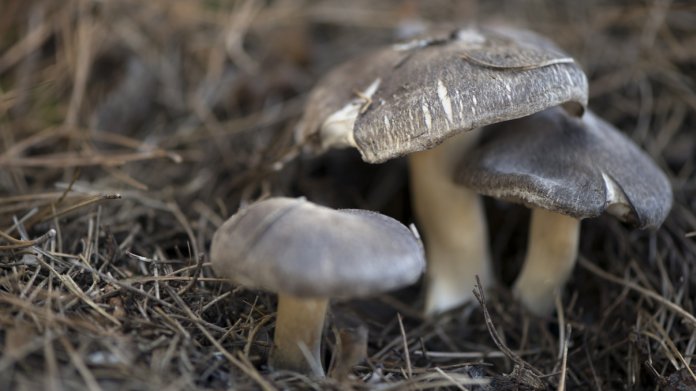 Tricholoma terreum Tricholoma terreum