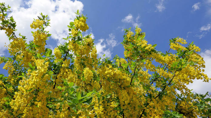 Čimišník stromový (Caragana arborescens) Čimišník stromový (Caragana arborescens)