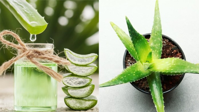 Jak na aloe vera? Jak na aloe vera?