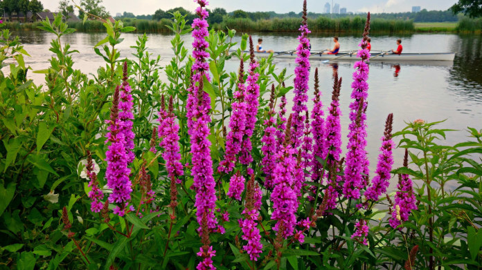 Kyprej vrbice (Lythrum salicaria) Kyprej vrbice (Lythrum salicaria)