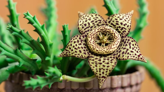 Stapélie, smrdutka (Stapelia variegata syn. Orbea variegata) Stapélie, smrdutka (Stapelia variegata syn. Orbea variegata)