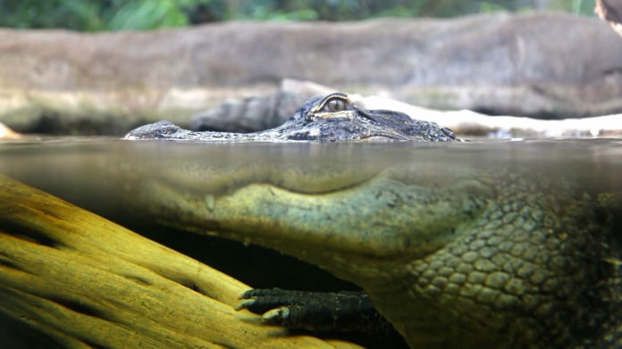 Napůl krokodýl, napůl ryba 1 Napůl krokodýl, napůl ryba 1