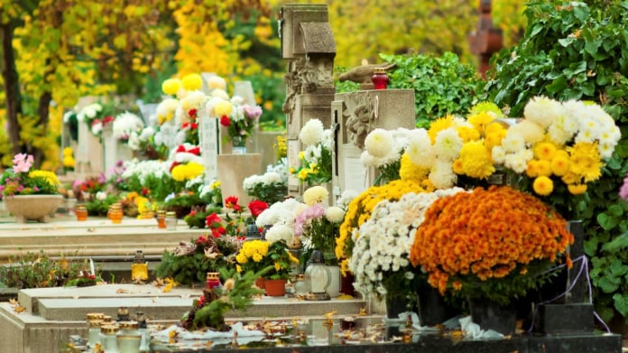 Chryzantémy mají tu nejlepší pověst jako smuteční květiny na Dušičky Chryzantémy mají tu nejlepší pověst jako smuteční květiny na Dušičky
