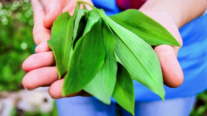 Léčivou sílu česneku medvědího(Allium ursinum); prý využívali už staří Slované, kteří ho hojně využívali a pěstovali, a proto se často vyskytuje v místech původního staroslovanského osídlení. Léčivou sílu česneku medvědího(Allium ursinum); prý využívali už staří Slované, kteří ho hojně využívali a pěstovali, a proto se často vyskytuje v místech původního staroslovanského osídlení.