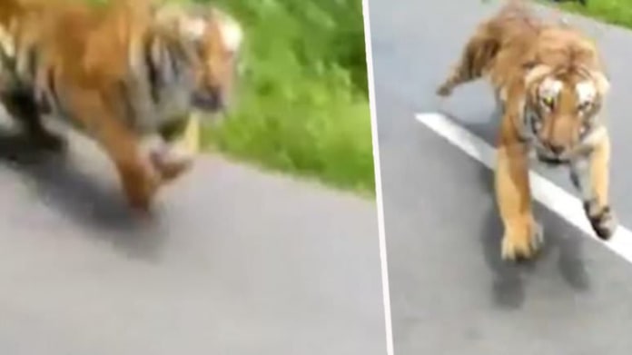 Útok tygra na motorkáře 1 Útok tygra na motorkáře 1