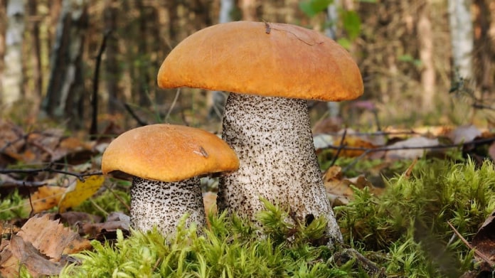 Křemenáč březový/Leccinum versipelle Křemenáč březový/Leccinum versipelle