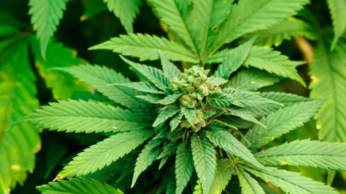 Marihuana Marihuana