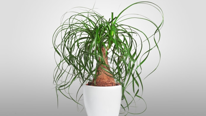 Sloní noha, nolina (Beaucarnea recurvata) Sloní noha, nolina (Beaucarnea recurvata)