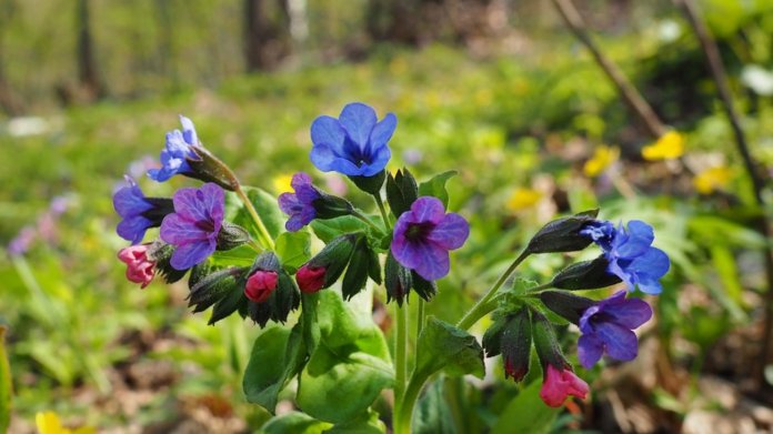 Plicník lékařský (Pulmonaria officinalis) Plicník lékařský (Pulmonaria officinalis)