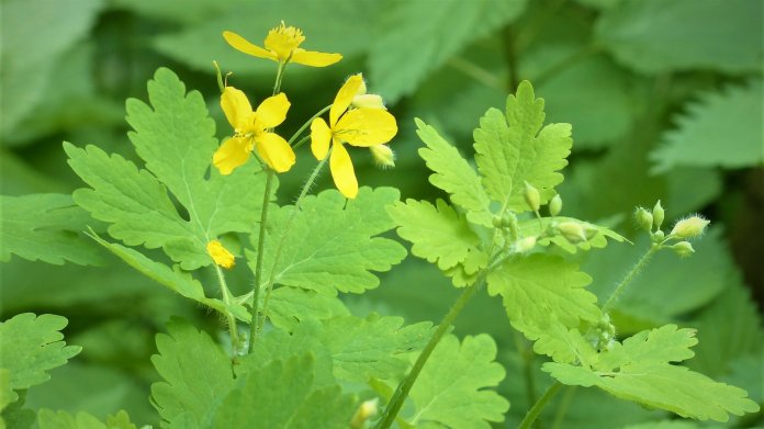 Vlaštovičník větší /Chelidonium majus/ je u nás hojně rozšířená roslina Vlaštovičník větší /Chelidonium majus/ je u nás hojně rozšířená roslina