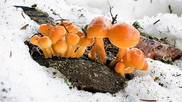 Vánoční houby: Překvapivě barevná procházka adventním lesem Vánoční houby: Překvapivě barevná procházka adventním lesem