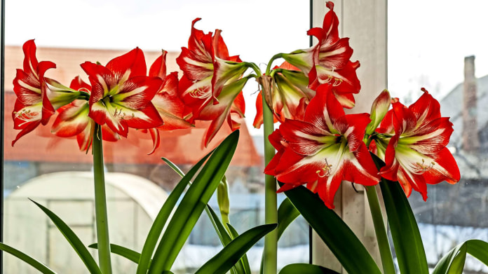 Hvězdník (Hippeastrum) Hvězdník (Hippeastrum)