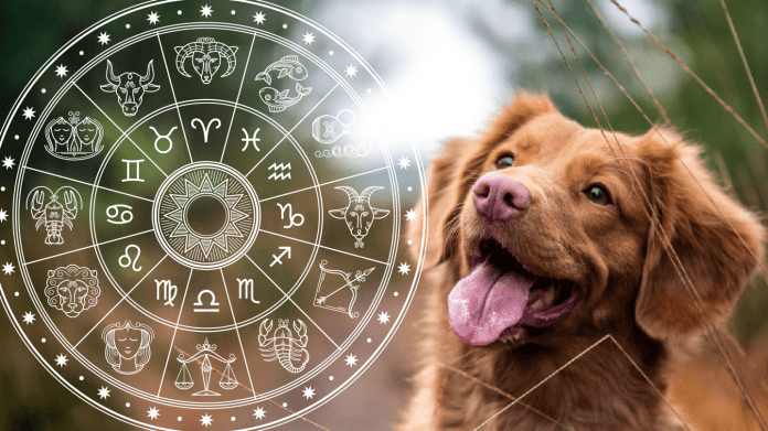 psí horoskop psí horoskop