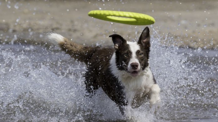 Báječná zábava pro temperamentní psy. Létací talíř neboli frisbee Báječná zábava pro temperamentní psy. Létací talíř neboli frisbee