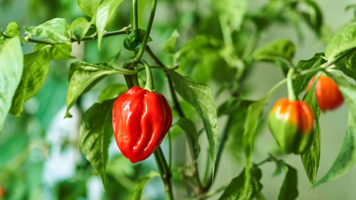 Muž si vypálil díru do krku chilli papričkami 1 Muž si vypálil díru do krku chilli papričkami 1