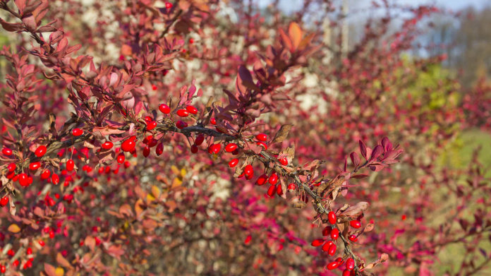 Dřišťál Thunbergův / Berberis thunbergii Dřišťál Thunbergův / Berberis thunbergii