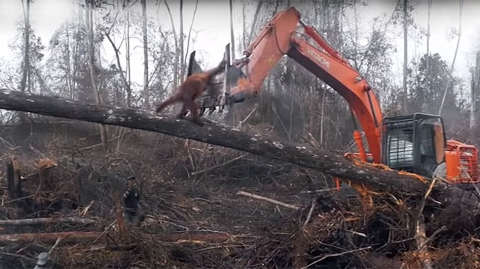 Orangutan bojuje s bagrem Orangutan bojuje s bagrem