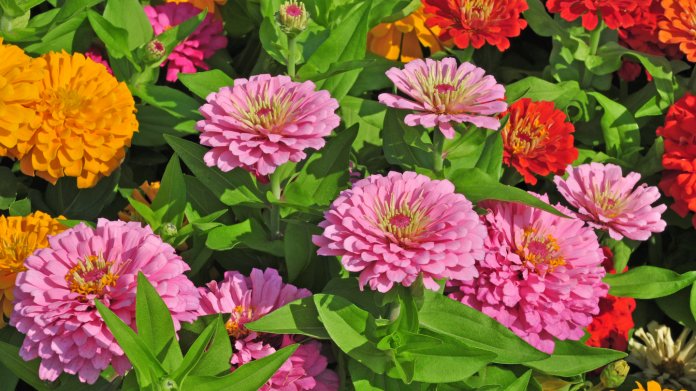 Ostálka lepá (Zinnia elegans) Ostálka lepá (Zinnia elegans)